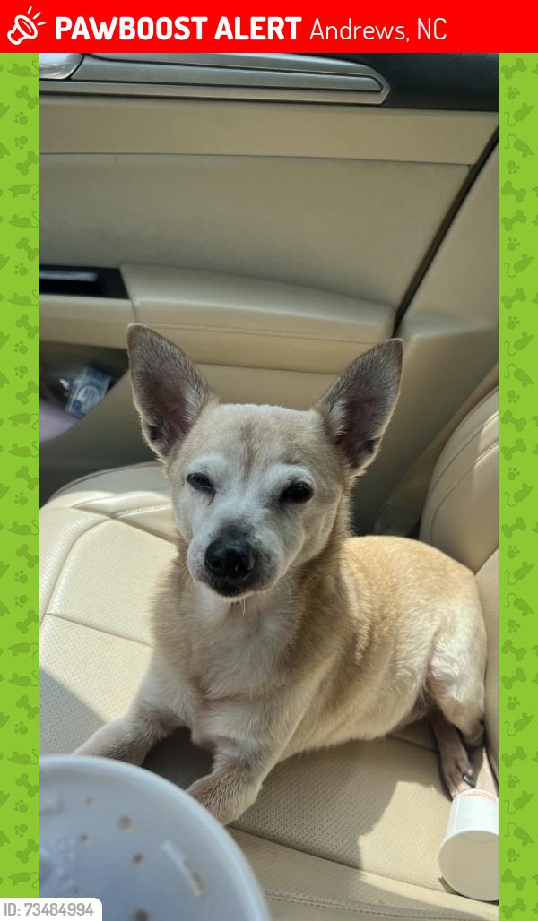 Lost Male Dog last seen 1/2 a mile from Hardee’s, Andrews, NC 28901