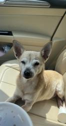 Lost Male Dog last seen 1/2 a mile from Hardee’s, Andrews, NC 28901