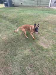 Reunited Male Dog last seen Brittany park ln, DeKalb County, GA 30294