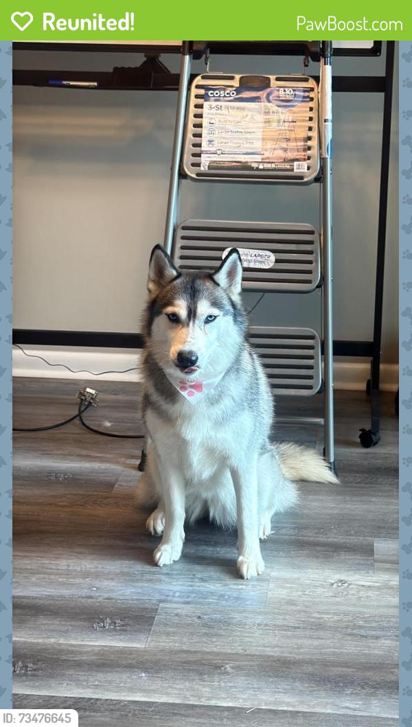 Reunited Female Dog last seen Near mill cove, Fayetteville, NC 28314
