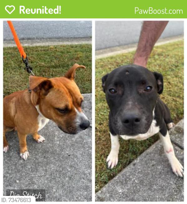 Reunited Female Dog last seen McCleary rd, Sevier County, TN 37876
