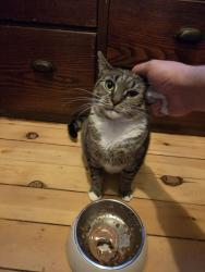 Lost Female Cat last seen Field st, Rochester, NY 14620