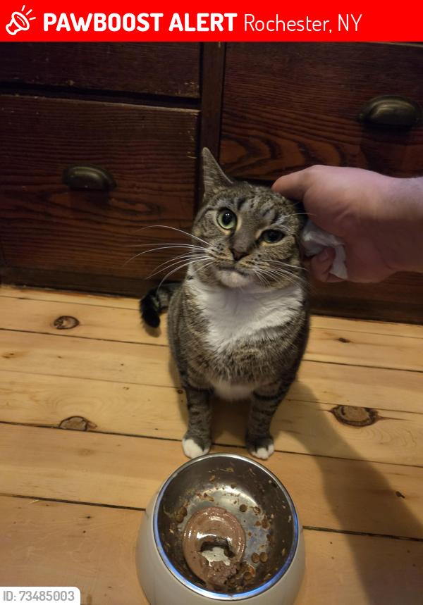 Lost Female Cat last seen Field st, Rochester, NY 14620