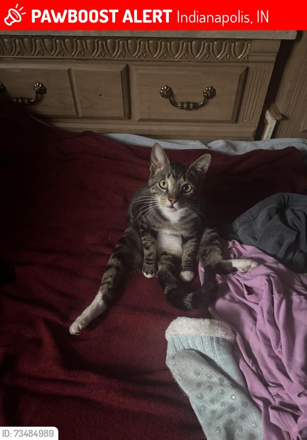 Lost Male Cat last seen McDonald’s on holt and morris, Indianapolis, IN 46241