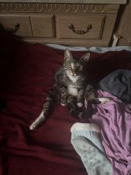 Lost Male Cat last seen McDonald’s on holt and morris, Indianapolis, IN 46241