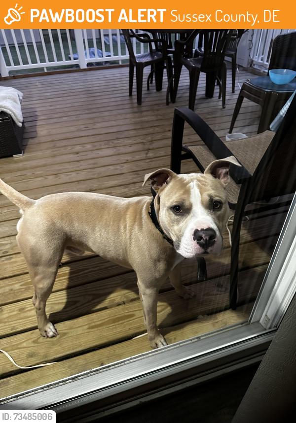 Found/Stray Male Dog last seen Mercury lane, Sussex County, DE 19968