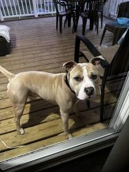 Found/Stray Male Dog last seen Mercury lane, Sussex County, DE 19968