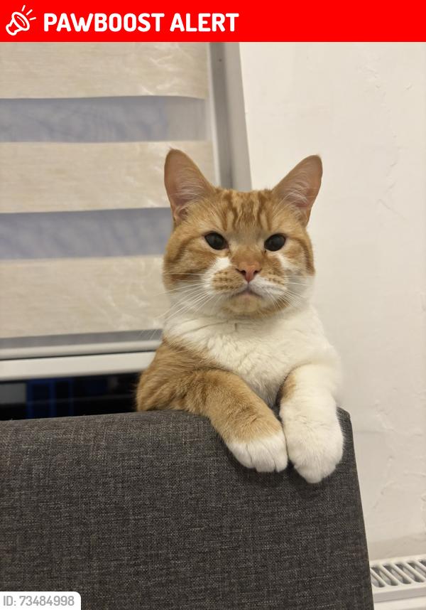 Lost Male Cat last seen Near alder street bolton bl3 2df, Greater Manchester, England BL3 2DF