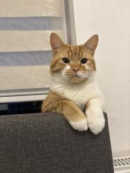 Lost Male Cat last seen Near alder street bolton bl3 2df, Greater Manchester, England BL3 2DF