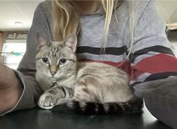 Reunited Female Cat last seen Christian light rd, Fuquay-Varina, NC 27526