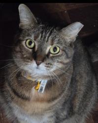 Lost Female Cat last seen By our house., Darby, PA 19023