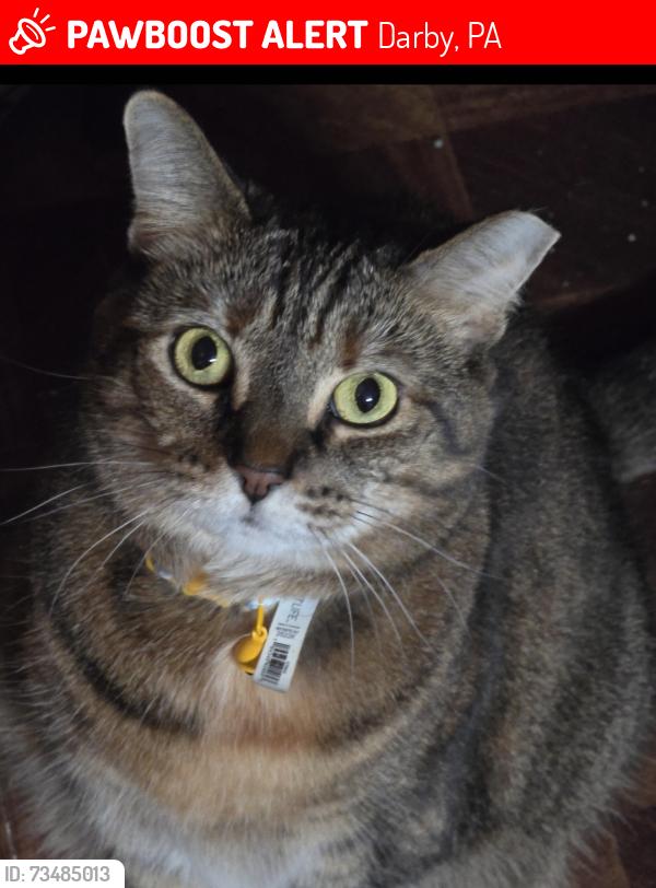 Lost Female Cat last seen By our house., Darby, PA 19023