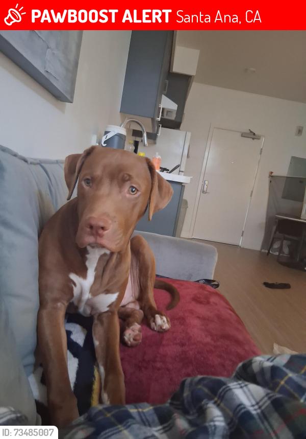 Lost Male Dog last seen Warner and harbor, Santa Ana, CA 92701