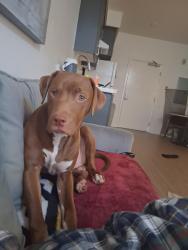 Lost Male Dog last seen Warner and harbor, Santa Ana, CA 92701