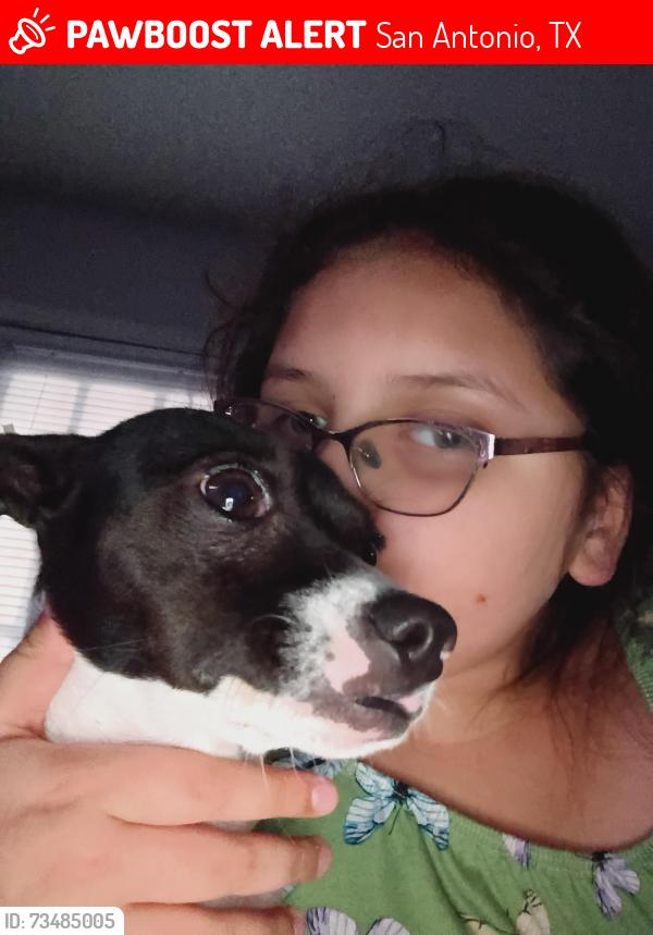 Lost Male Dog last seen San Antonio by the McDonald's, San Antonio, TX 78227