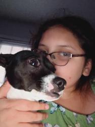 Lost Male Dog last seen San Antonio by the McDonald's, San Antonio, TX 78227
