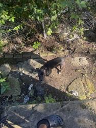 Reunited Female Dog last seen Germantown, Dayton, OH 45417
