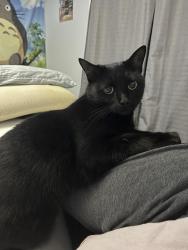 Reunited Female Cat last seen Between regency and fire tower off evans, Greenville, NC 27858