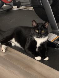 Reunited Male Cat last seen Bailey Glenn Subdivision, Covington, GA 30016