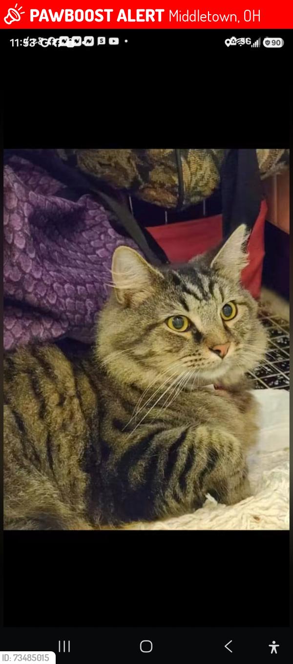 Lost Male Cat last seen Near milton court, Middletown, OH 45042