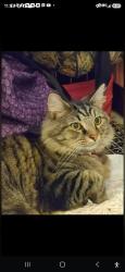 Lost Male Cat last seen Near milton court, Middletown, OH 45042