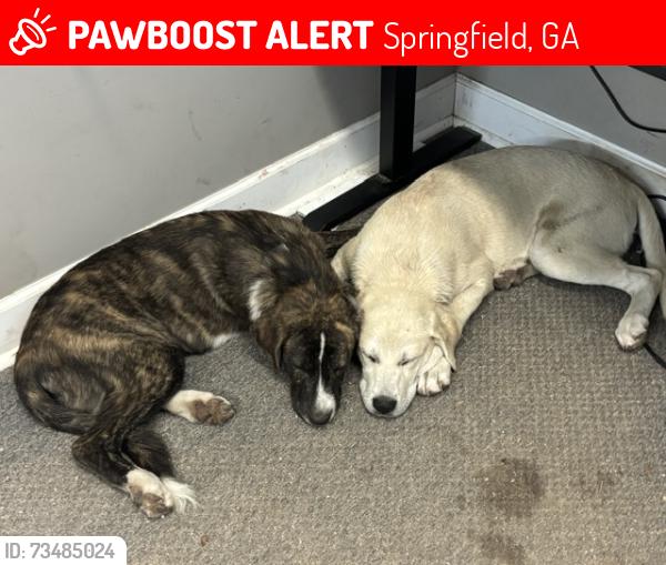Lost Male Dog last seen Old Tusculum Rd, Springfield, GA 31329