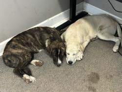 Lost Male Dog last seen Old Tusculum Rd, Springfield, GA 31329
