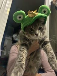 Lost Male Cat last seen Ashton place and Ashton drive, Fishers, IN 46038
