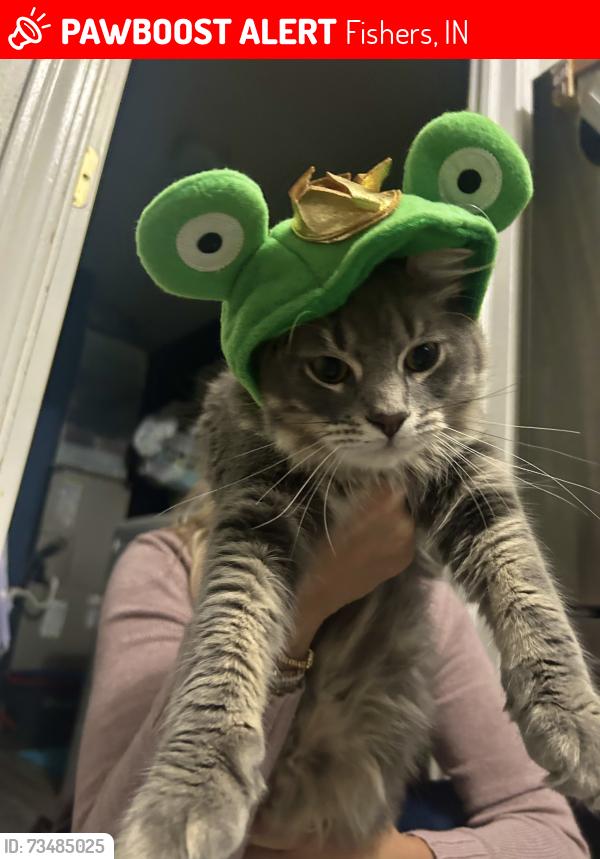 Lost Male Cat last seen Ashton place and Ashton drive, Fishers, IN 46038