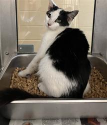 Shelter Stray Female Cat last seen Near BLOCK S GREENWICH RD, WICHITA KS 67207, 3303 N Hillside St, Wichita, KS 67219, USA