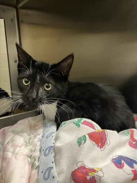 Shelter Stray Female Cat last seen Near BLOCK S GREENWICH RD, WICHITA KS 67207, 3303 N Hillside St, Wichita, KS 67219, USA