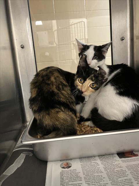 Shelter Stray Female Cat last seen Near BLOCK S GREENWICH RD, WICHITA KS 67207, 3303 N Hillside St, Wichita, KS 67219, USA