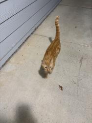 Found/Stray Unknown Cat last seen Arium Morgan Falls, Sandy Springs, GA 30350