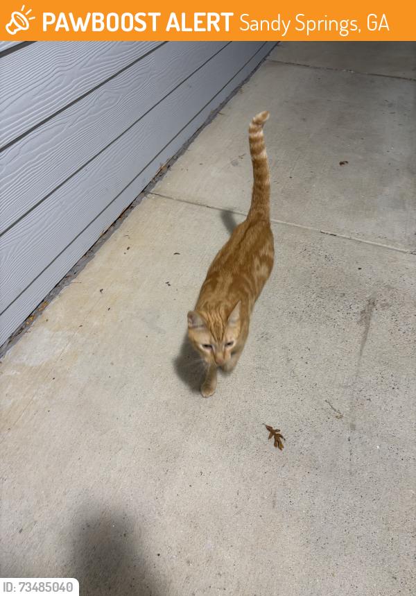 Found/Stray Unknown Cat last seen Arium Morgan Falls, Sandy Springs, GA 30350
