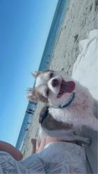 Lost Male Dog last seen Near Timmonsville hwy, Mclver rd., Darlington, SC 29532