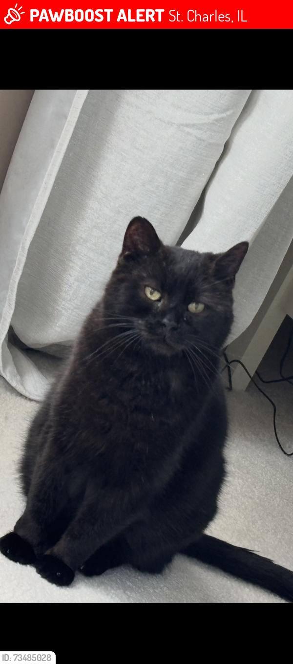 Lost Male Cat last seen Brown Rd. and Old LaFox, St. Charles, IL 60175