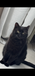 Lost Male Cat last seen Brown Rd. and Old LaFox, St. Charles, IL 60175