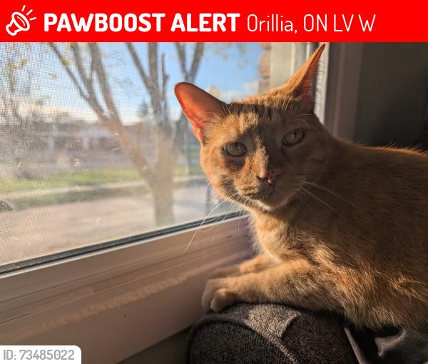 Lost Male Cat last seen Twin Lakes Vet, Orillia, ON L3V 6W7