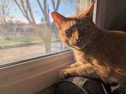 Lost Male Cat last seen Twin Lakes Vet, Orillia, ON L3V 6W7