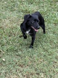 Found/Stray Unknown Dog last seen In Dwell s, Gastonia, NC 28054