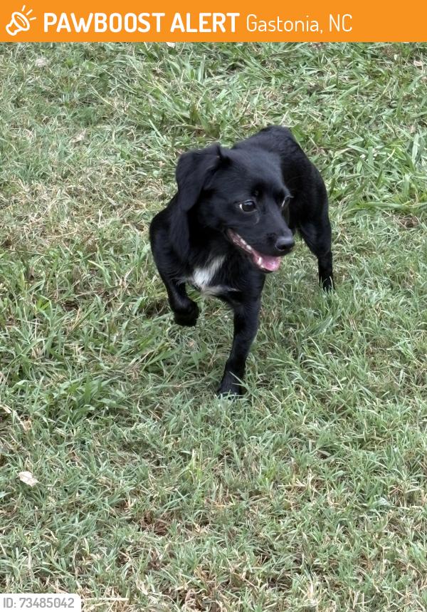 Found/Stray Unknown Dog last seen In Dwell s, Gastonia, NC 28054