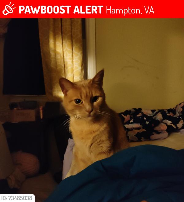 Lost Female Cat last seen Lorigan ln and Alaric dr, Hampton, VA 23664