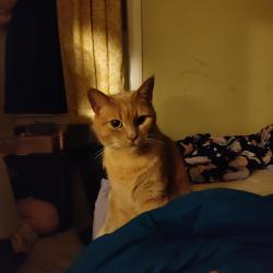 Lost Female Cat last seen Lorigan ln and Alaric dr, Hampton, VA 23664