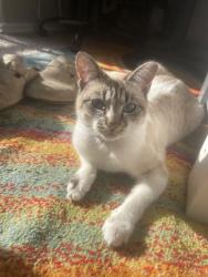 Lost Female Cat last seen davenport apmts, Dallas, TX 75254