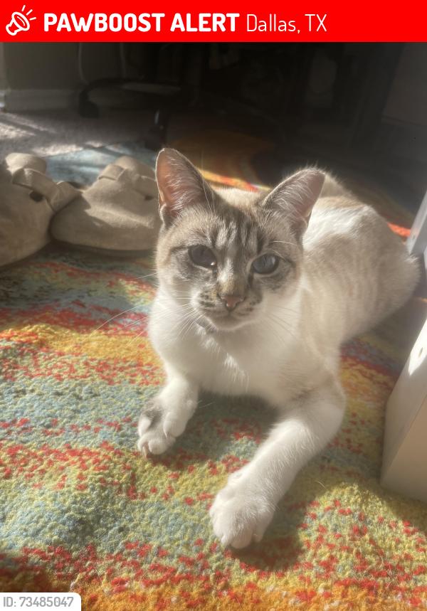 Lost Female Cat last seen davenport apmts, Dallas, TX 75254