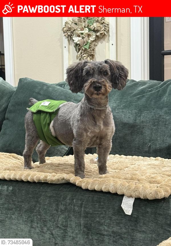 Lost Male Dog last seen Washington/Westwood Dr, Sherman, TX 75092