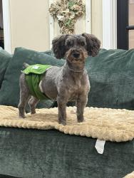 Lost Male Dog last seen Washington/Westwood Dr, Sherman, TX 75092