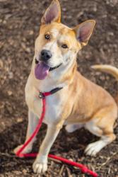 Shelter Stray Male Dog last seen Near Hearthstone Drive 30083, 30083, GA, 3280 Chamblee Dunwoody Rd, Chamblee, GA 30341, USA