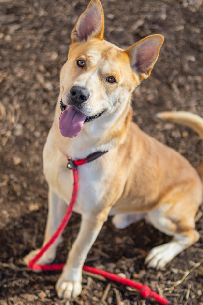 Shelter Stray Male Dog last seen Near Hearthstone Drive 30083, 30083, GA, 3280 Chamblee Dunwoody Rd, Chamblee, GA 30341, USA