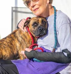 Shelter Stray Female Dog last seen Near Linecrest Rd, 30294, GA, 3280 Chamblee Dunwoody Rd, Chamblee, GA 30341, USA